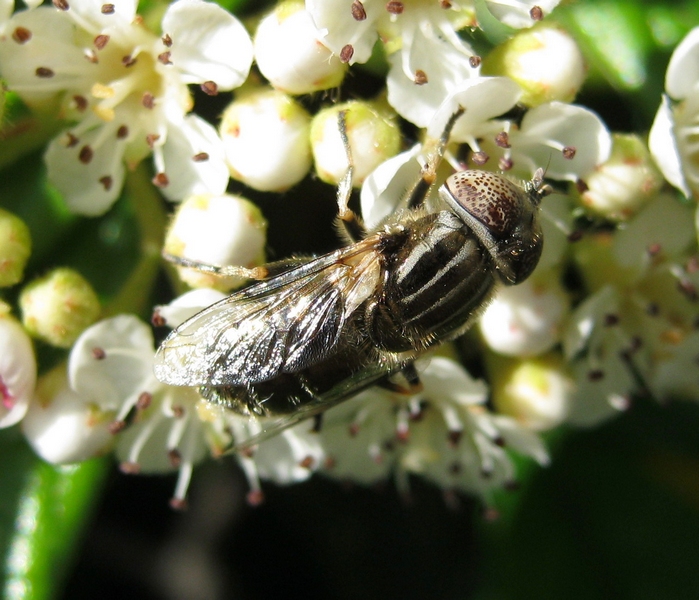 Eristalinus aeneus